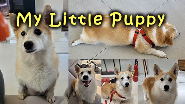 Bộ sưu tập game My Little Puppy